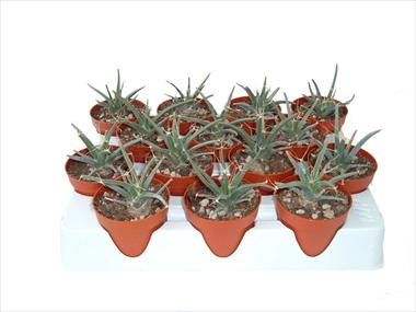 photo of flower to be used as: Pot Cactus Leuchterbegia principis