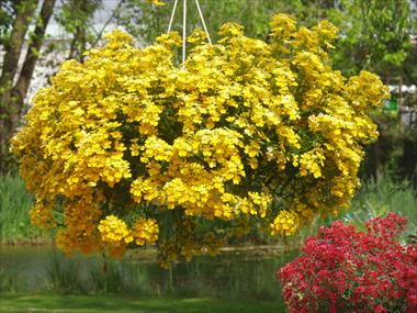 photo of flower to be used as: Pot, patio, basket Nemesia Sunsatia™ Lemon