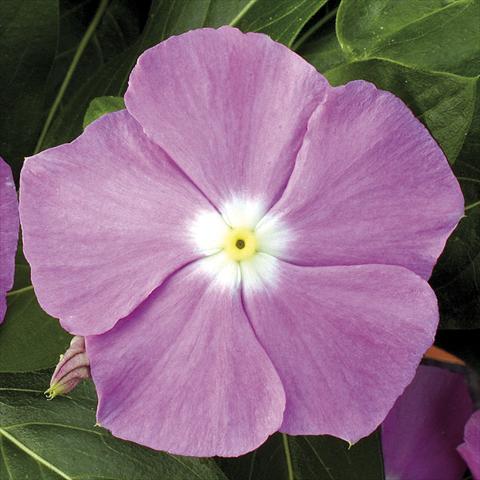 photo of flower to be used as: Pot, bedding, patio, basket Catharanthus roseus - Vinca Vitesse Lavender