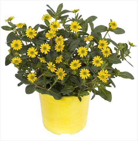 photo of flower to be used as: Pot, bedding, patio, basket Sanvitalia RED FOX Sunvy Super Gold