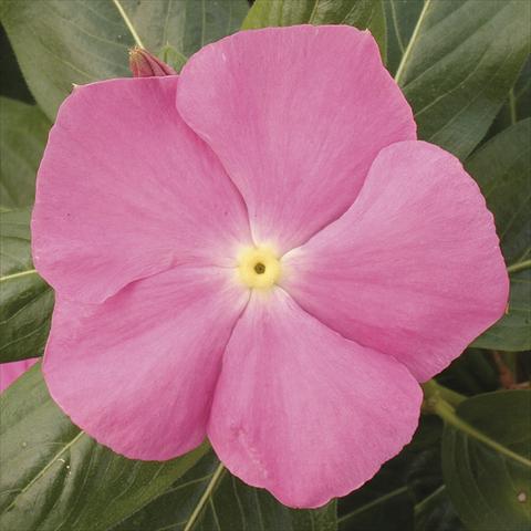 photo of flower to be used as: Pot, bedding, patio, basket Catharanthus roseus - Vinca Vitesse Pink