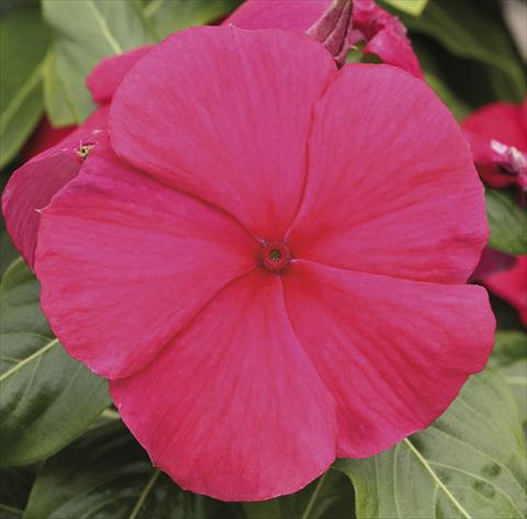 photo of flower to be used as: Pot, bedding, patio, basket Catharanthus roseus - Vinca Vitesse Cranberry