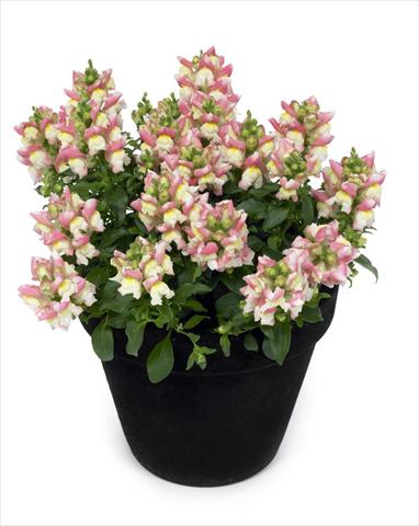 photo of flower to be used as: Basket / Pot Antirrhinum majus Florini Diana Sweety