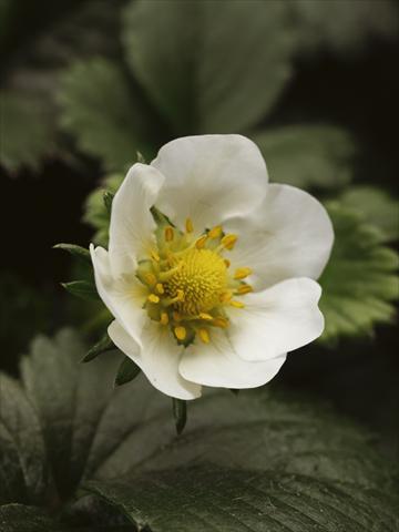 photo of flower to be used as: Pot and bedding Fragaria Fragoo© F1White