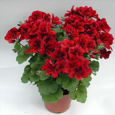photo of flower to be used as: Pot Pelargonium grandiflorum pac® Aristo® Velvet Red