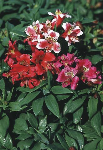 photo of flower to be used as: Pot, bedding, patio Alstroemeria hybrida Dandy Candy
