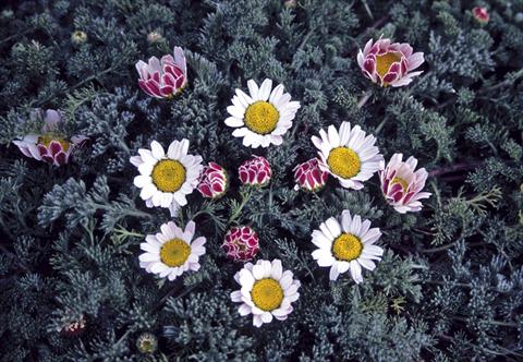 photo of flower to be used as: Bedding / border plant Anacyclus pyrethrum var. depressus compactum Silberkissen