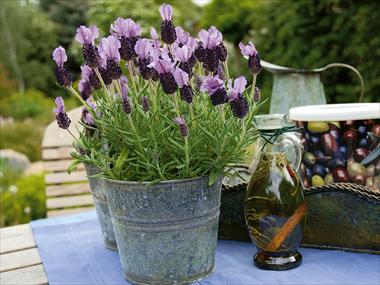 photo of flower to be used as: Pot and bedding Lavandula Arles