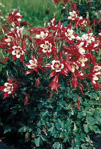 photo of flower to be used as: Pot and bedding Aquilegia caerulea Red Hobbit