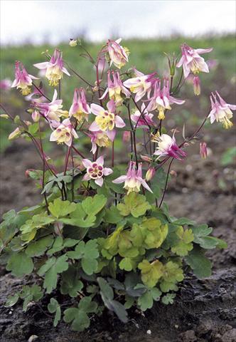 photo of flower to be used as: Bedding / border plant Aquilegia canadiensis Pink Lanterns