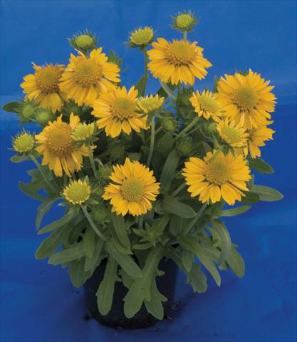 photo of flower to be used as: Pot and bedding Gaillardia Gallo Yellow
