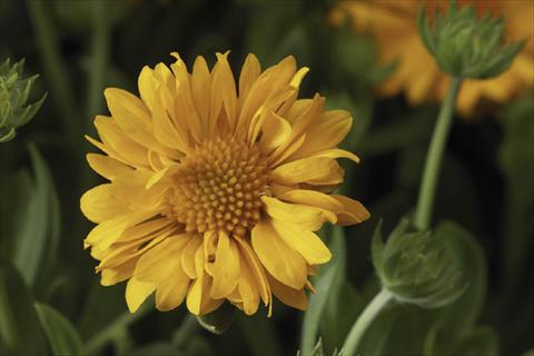 photo of flower to be used as: Pot Gaillardia Sunburst T Yellow