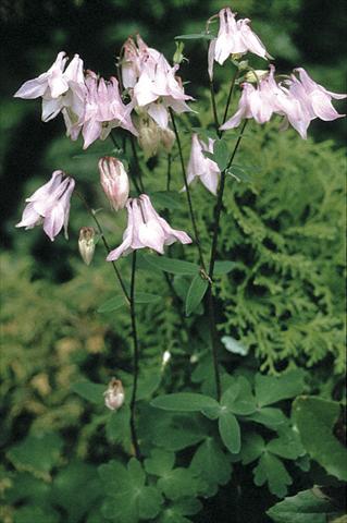 photo of flower to be used as: Bedding / border plant Aquilegia vulgaris Heidi