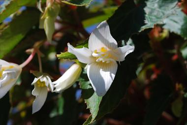 photo of flower to be used as: Patio, bedding Begonia Summerwings White