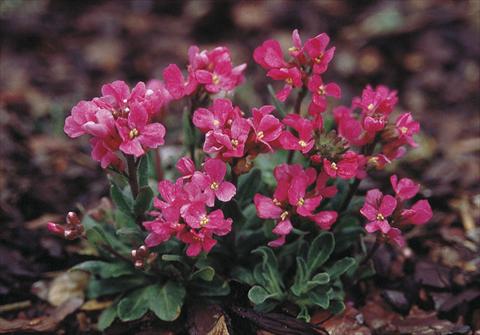 photo of flower to be used as: Bedding / border plant Arabis blepharophylla Rote Sensation (Red Sensation)