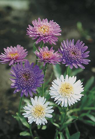 photo of flower to be used as: Bedding / border plant Aster alpinus Märchenland (Fairyland)