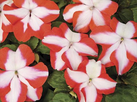 photo of flower to be used as: Pot, bedding, patio Impatiens walleriana Accent Orange Star Imp