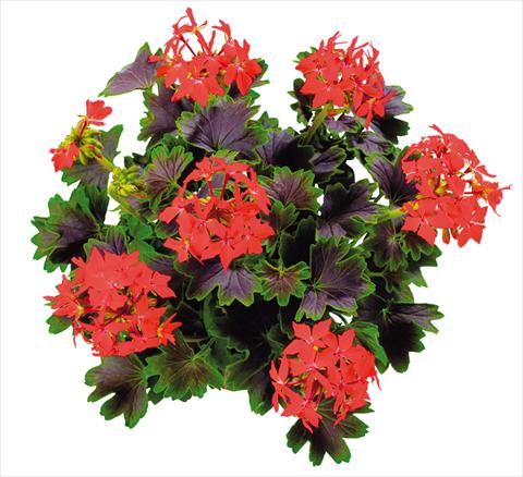 photo of flower to be used as: Bedding, patio, basket Pelargonium zonale Chocolate