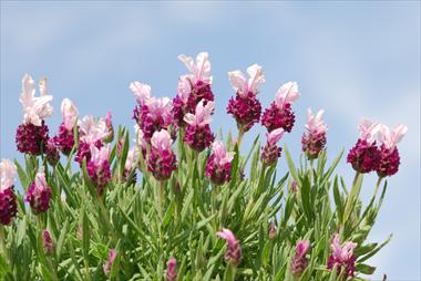 photo of flower to be used as: Pot and bedding Lavandula Avignon