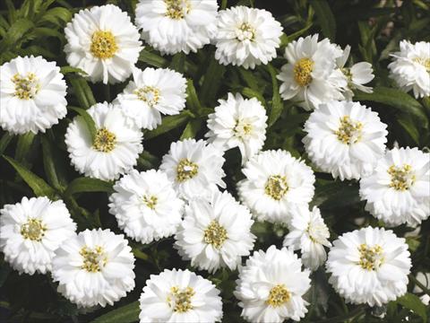 photo of flower to be used as: Pot, bedding, patio, basket Achillea Pelfi© Gipsy© White