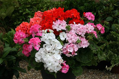 photo of flower to be used as: Pot Pelargonium zonale Inspire Mixed