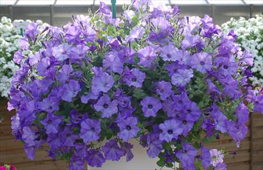 photo of flower to be used as: Pot, patio, basket Petunia pendula Conchita Azur