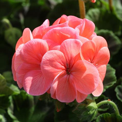 photo of flower to be used as: Pot Pelargonium zonale Inspire Salmon