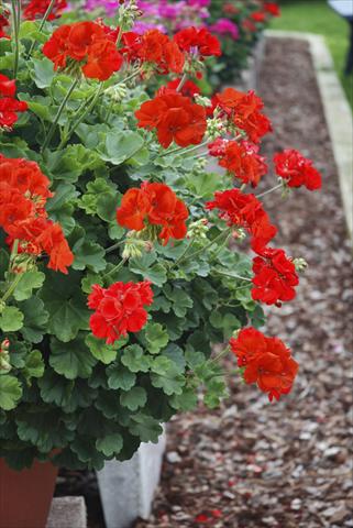 photo of flower to be used as: Bedding, patio, basket Pelargonium zonale Alpin Red