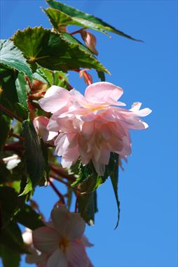 photo of flower to be used as: Patio, basket Begonia Belleconia™ Apricot Blush