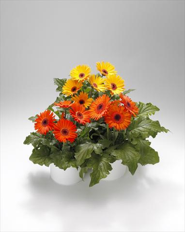 photo of flower to be used as: Basket / Pot Gerbera jamesonii Royal Golden Orange-Scarlet Shades 102