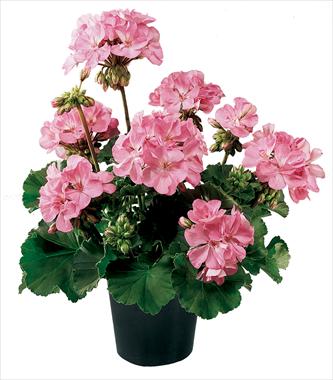 photo of flower to be used as: Pot, bedding, patio Pelargonium zonale Belmonte Hot Pink