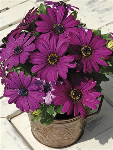 photo of flower to be used as: Bedding pot or basket Osteospermum Asti Purple Pot
