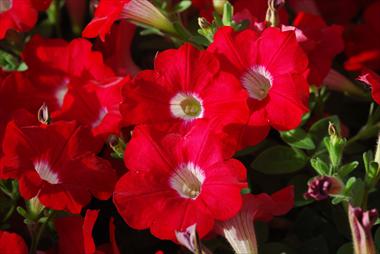 photo of flower to be used as: Pot, patio, basket Petunia pendula Conchita Grenadine