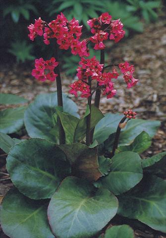 photo of flower to be used as: Bedding / border plant Bergenia cordifolia Winterglut (Winterglow)