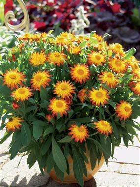 photo of flower to be used as: Pot and bedding Helichrysum (Bracteantha) Dazette Flame