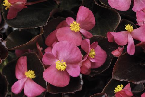 photo of flower to be used as: Pot and bedding Begonia semperflorens Ascot F1 Bronze Deep Rose