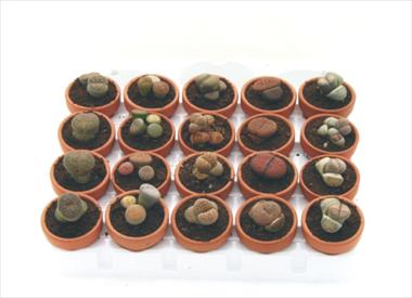 photo of flower to be used as: Pot Cactus Lithops