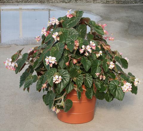 photo of flower to be used as: Pot, bedding, patio, basket Begonia hybrida Ikon
