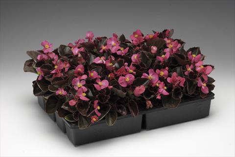 photo of flower to be used as: Pot and bedding Begonia semperflorens Ascot F1 Bronze Deep Rose