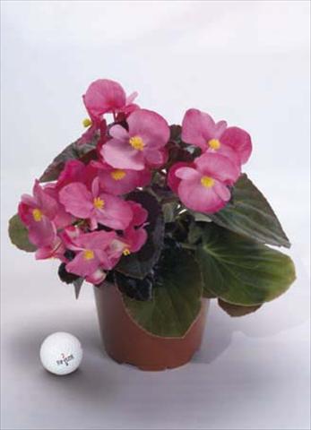 photo of flower to be used as: Pot, bedding, patio, basket Begonia x benariensis BIG Rose Dark Fogliage