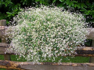 photo of flower to be used as: Pot, patio, basket Poinsettia - Euphorbia pulcherrima Diamond Frost