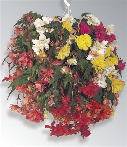 photo of flower to be used as: Basket / Pot Begonia tuberosa Illumination