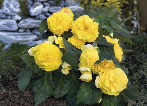 photo of flower to be used as: Pot, bedding, patio, basket Begonia tuberosa Go Early F1 Yellow