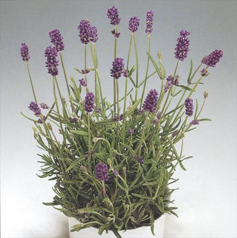photo of flower to be used as: Pot and bedding Lavandula Blue River