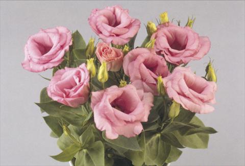 photo of flower to be used as: Pot and bedding Lisianthus (Eustoma rusellianum) Rosie Pink