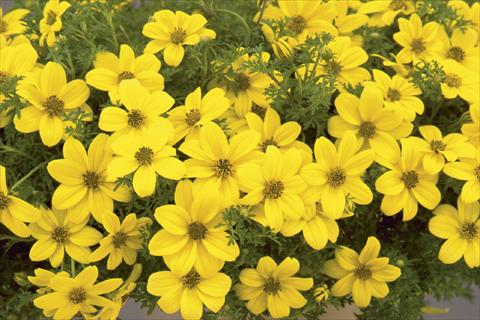 photo of flower to be used as: Pot, bedding, patio, basket Bidens ferulifolia Solaire® Mexican Gold