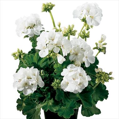 photo of flower to be used as: Pot, bedding, patio Pelargonium zonale Gen® Astra