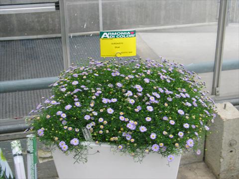 photo of flower to be used as: Pot, patio, basket Brachyscome Surdaisy® Blue