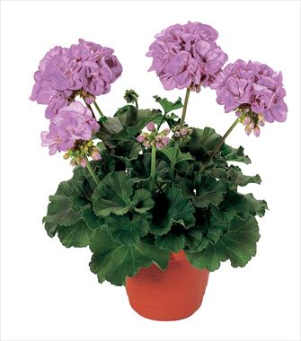 photo of flower to be used as: Pot, bedding, patio Pelargonium zonale Belmonte Blue