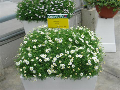 photo of flower to be used as: Pot, patio, basket Brachyscome Surdaisy® White